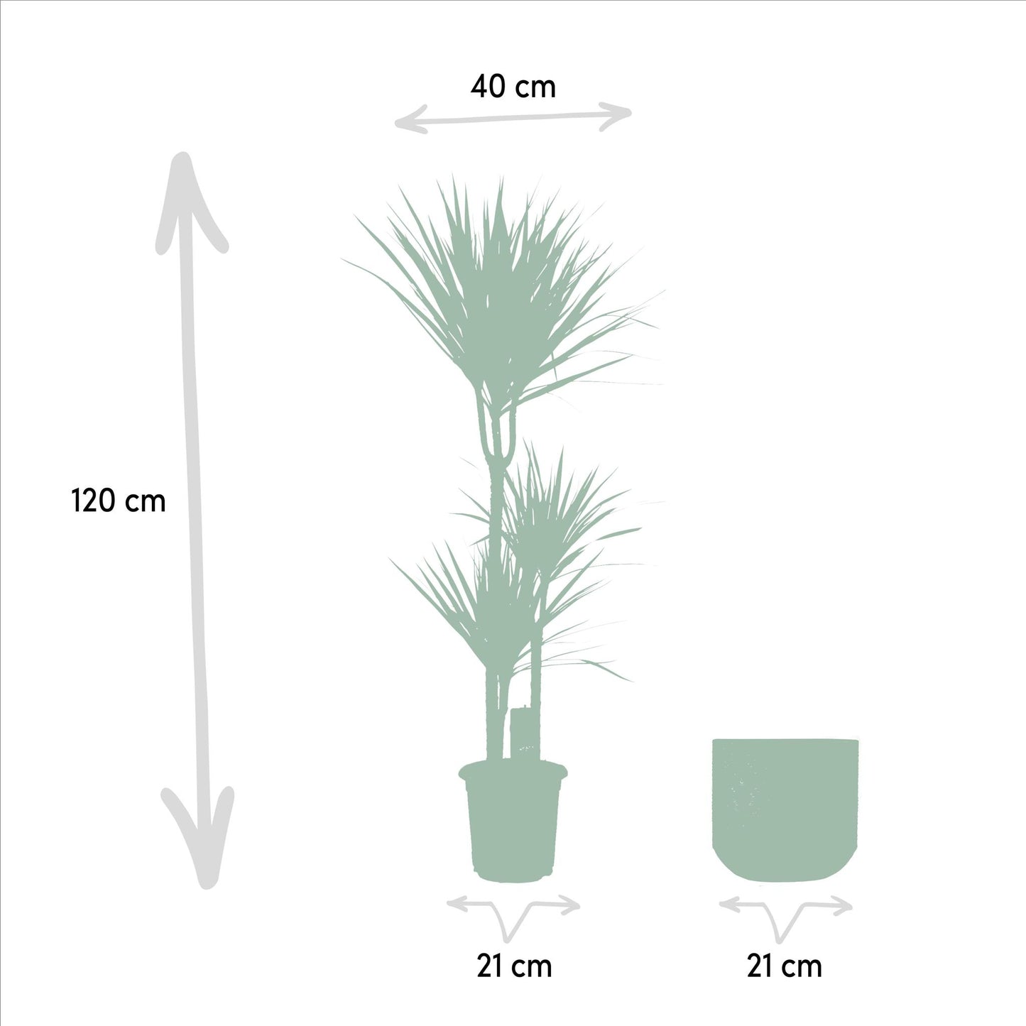 Dracaena Marginata mit Topf oder Korb – 120 cm Ø21 cm – Zimmerpflanze – XXL Zimmerpflanzen – Drachenbaum