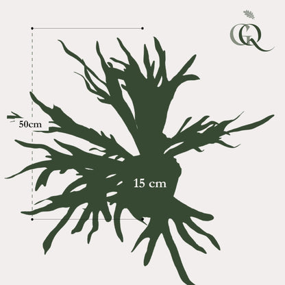 Kunstpflanze Staghorn Farn - Geweihfarn - 50 cm - Zimmerpflanze - künstliche Pflanzen wie echt - grüne-wurzel