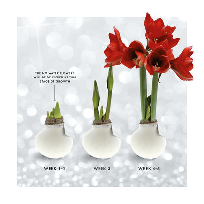 Amaryllis No Water Rote Blumen Urban Klamotten Stil  - Pflegeleichte Zimmerpflanze in 2 Designs (Jeans und Stein Style)