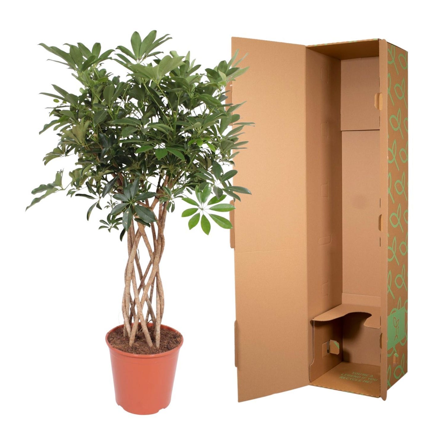 Schefflera Arboricola Compacta geflochtener Stamm – 140 cm ø30 – Zimmerpflanze – Zwergschirmbaum – Strahlenaralie - XXL Zimmerpflanze