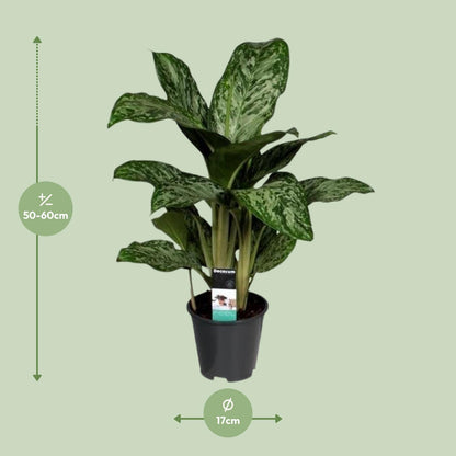 Aglaonema Greenlight - Zimmerpflanze - Ø17cm - Höhe 50-60cm - Kolbenfaden - grüne-wurzel