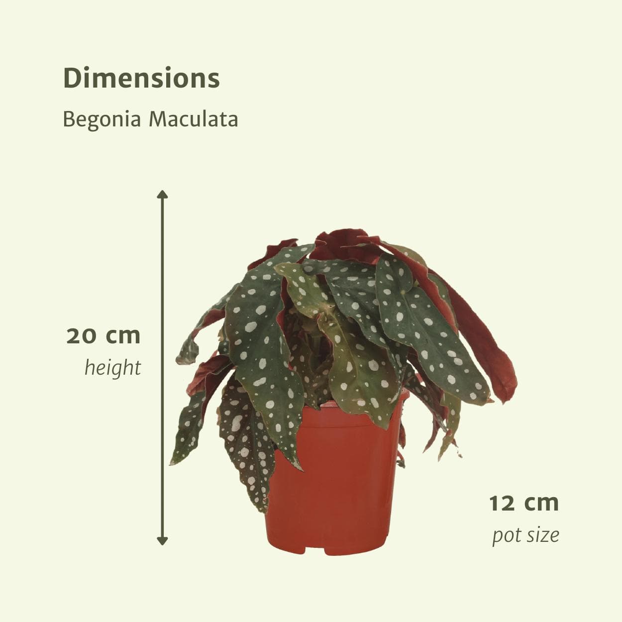 2x Begonia Maculata - Blattbegonie - Höhe: 20 cm - Durchmesser: 12 cm Zimmerpflanze - grüne-wurzel