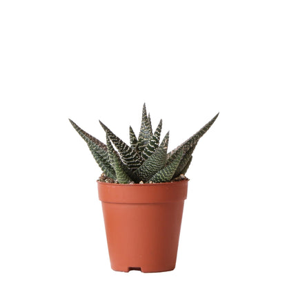 Kolibri Greens | Grünpflanze - Sukkulente Haworthia Royal Highnness - Topfmaat Ø9cm - grüne Zimmerpflanze - frisch aus der Gärtnerei - grüne-wurzel