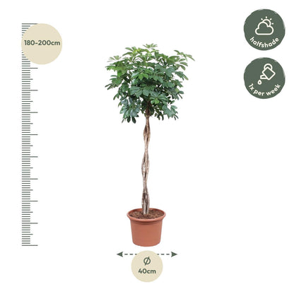 Schefflera Arboricola Compacta geflochtener Stamm – 190 cm ø40 – XXL Zimmerpflanzen – Zimmerpflanze groß – Strahlenaralie