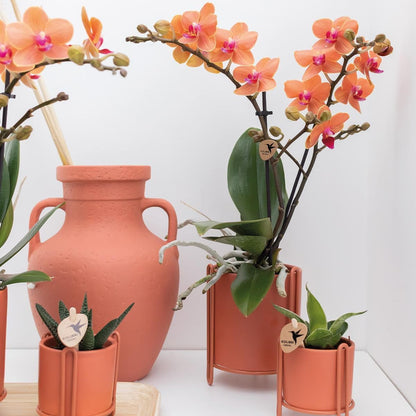 Kolibri Orchids | Orange Phalaenopsis Orchidee - Mineral Bolzano | Orchidaceae Schmetterlingsorchideen - Topfgröße Ø9cm | blühende Topfpflanze - frisch vom Züchter - grüne-wurzel