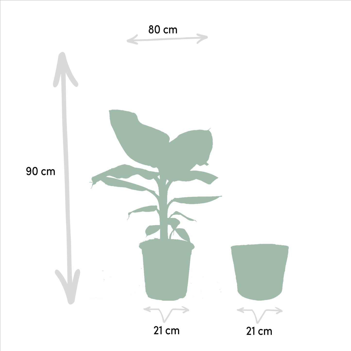 Monstera Deliciosa - Ø21cm - ↕75cm + Musa Dwarf Cavendish - Ø21cm - ↕90cm + Korb Igmar - grüne-wurzel