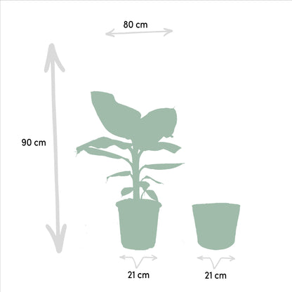 Monstera Deliciosa - Ø21cm - ↕75cm + Musa Dwarf Cavendish - Ø21cm - ↕90cm + Korb Igmar - grüne-wurzel