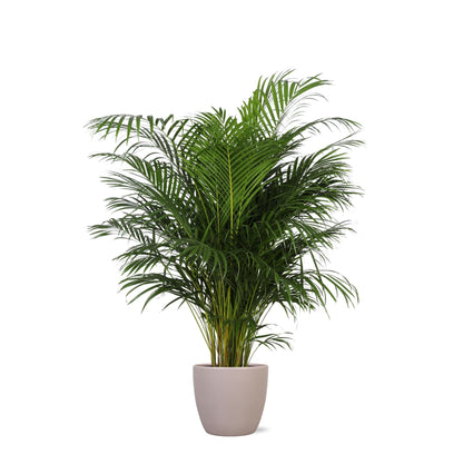 Dypsis Lutescens mit Topf in verschiedenen Farben - Areca Palme - Zimmerpflanze - Ø27cm - ↕160cm - Schmetterlingspalme