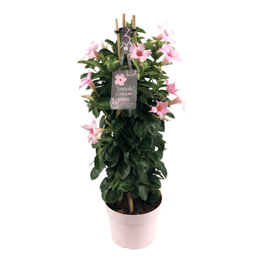 Mandevilla Sundaville Creme Pink im Turm Dipladenia - Durchmesser: 19 cm - Höhe: 75 cm - Kletterpflanze, Blütenpracht, Balkonpflanze, Gartenpflanze - grüne-wurzel