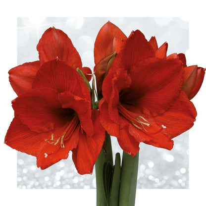 Amaryllis No Water Rote Blumen Urban Klamotten Stil  - Pflegeleichte Zimmerpflanze in 2 Designs (Jeans und Stein Style)