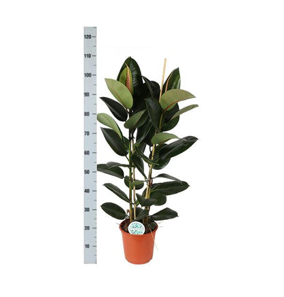 Ficus Elastica Robusta mit Topf - Gummibaum - Zimmerpflanze - Ø24cm, ↕110cm - grüne-wurzel