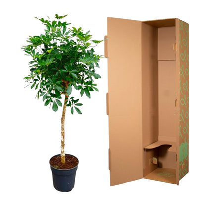 Schefflera auf Stamm – 180 cm ø34 – Zimmerpflanzen – Zimmerpflanze groß – Strahlenaralie