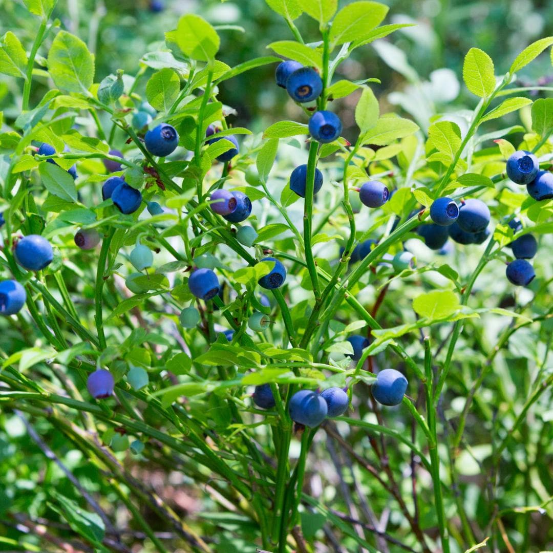 6 x Biologische Heidelbeerpflanzen Blaubeerpflanzen - Vaccinium corymbosum - Ø 13 cm - Höhe 20 cm - Gartenpflanze - grüne-wurzel