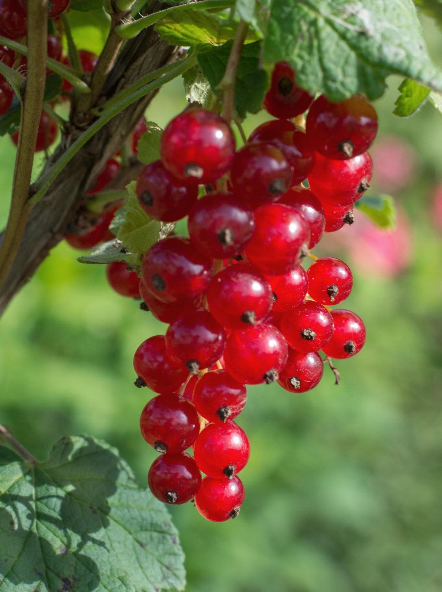 Ribes rubrum - Bio Johannisbeere - Höhe: 45 cm - Durchmesser: 13 cm - grüne-wurzel