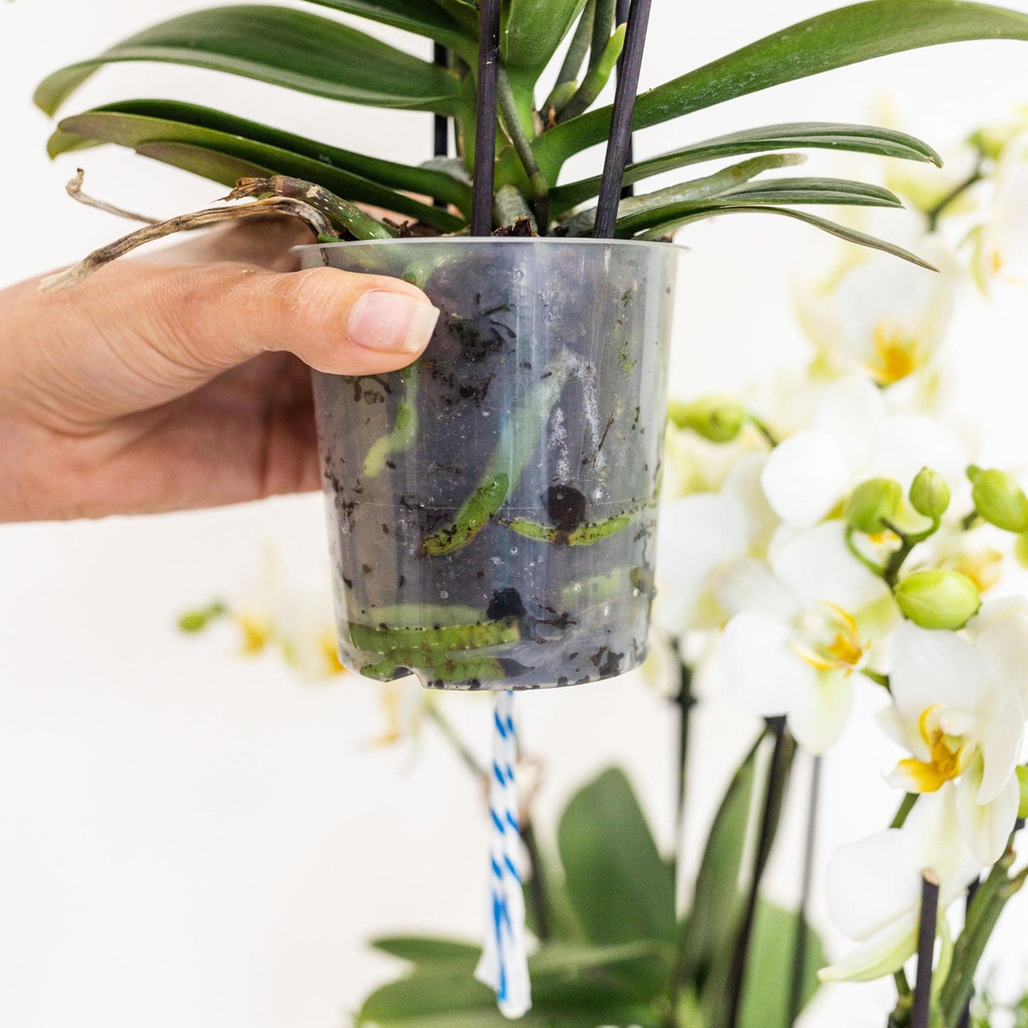 Kolibri Orchids | rosa Pflanzenset im Baumwollkorb inkl. Wassertank | drei rosa Orchideen und drei Grünpflanzen Rhipsalis | Feldblumenstrauß rosa mit autarkem Wassertank - grüne-wurzel