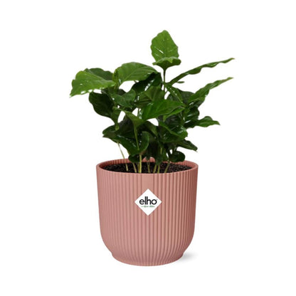 Coffea Arabica in ELHO Vibes Fold 14cm roze - grüne-wurzel