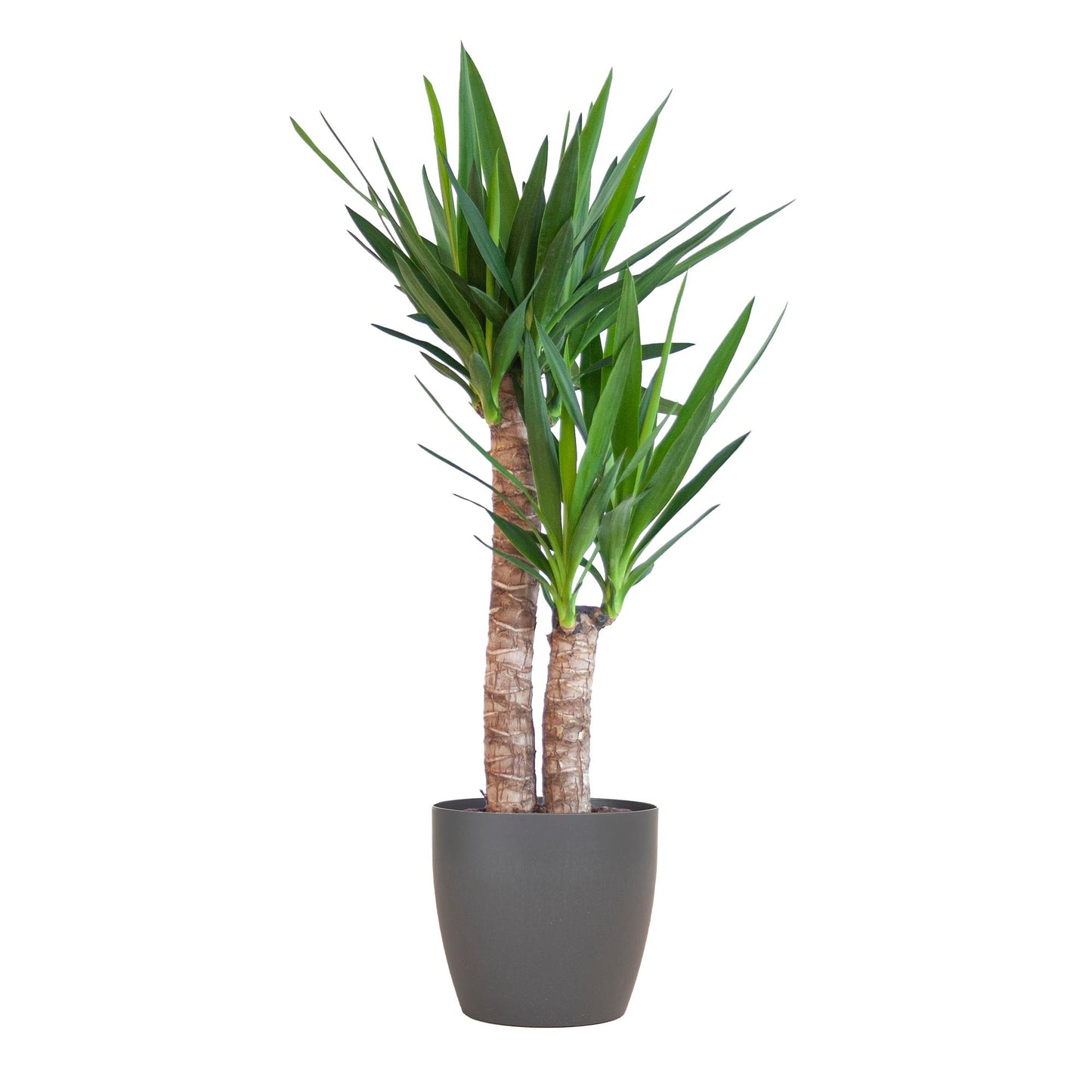 Yucca Elephantipes – Palmlilie – Sukkulente - 90cm – Zimmerpflanze inkl. nachhaltigem Viber Topf, Lissabon Korb oder Sofia Korb