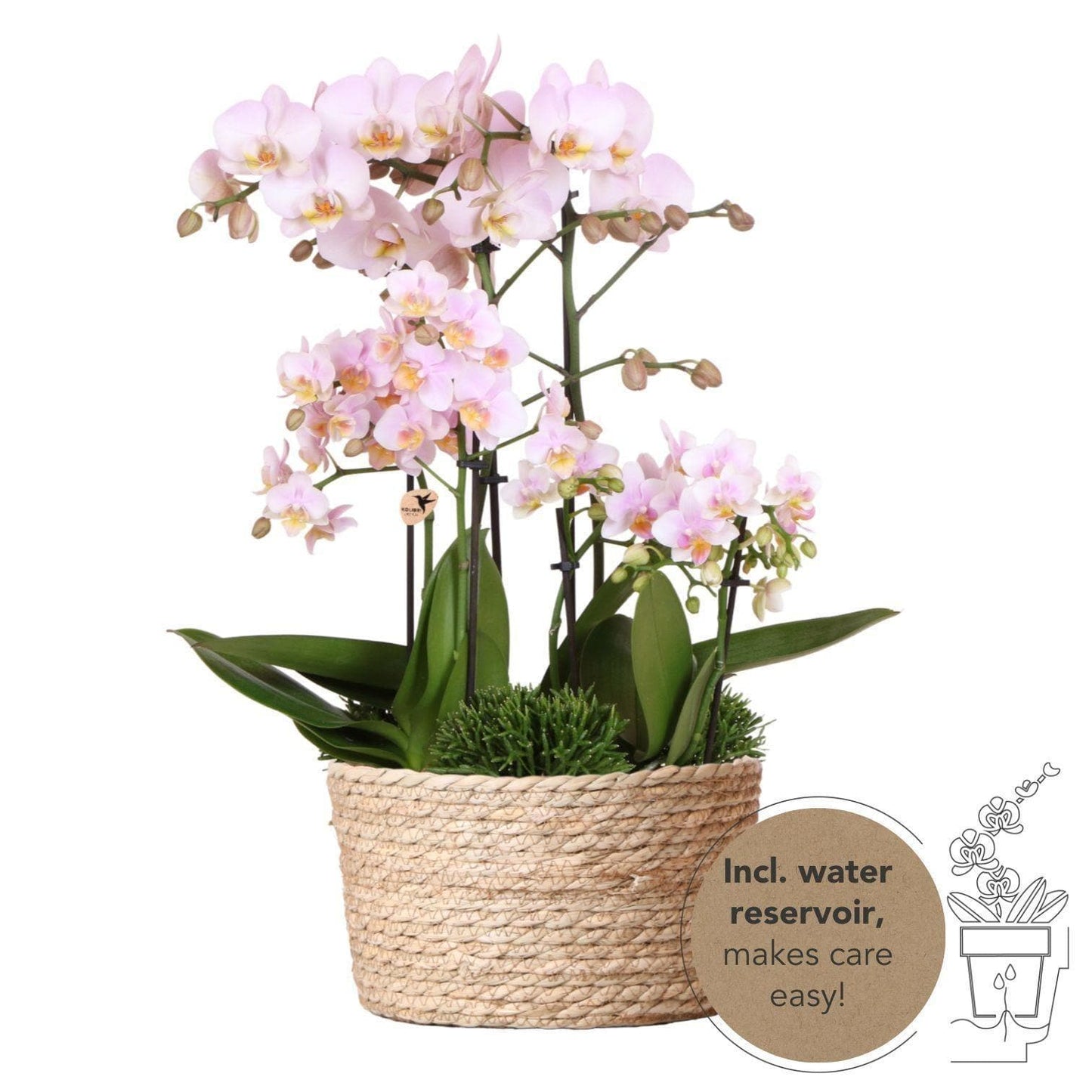 Kolibri Orchids | rosa Pflanzenset im Baumwollkorb inkl. Wassertank | drei rosa Orchideen und drei Grünpflanzen Rhipsalis | Feldblumenstrauß rosa mit autarkem Wassertank - grüne-wurzel