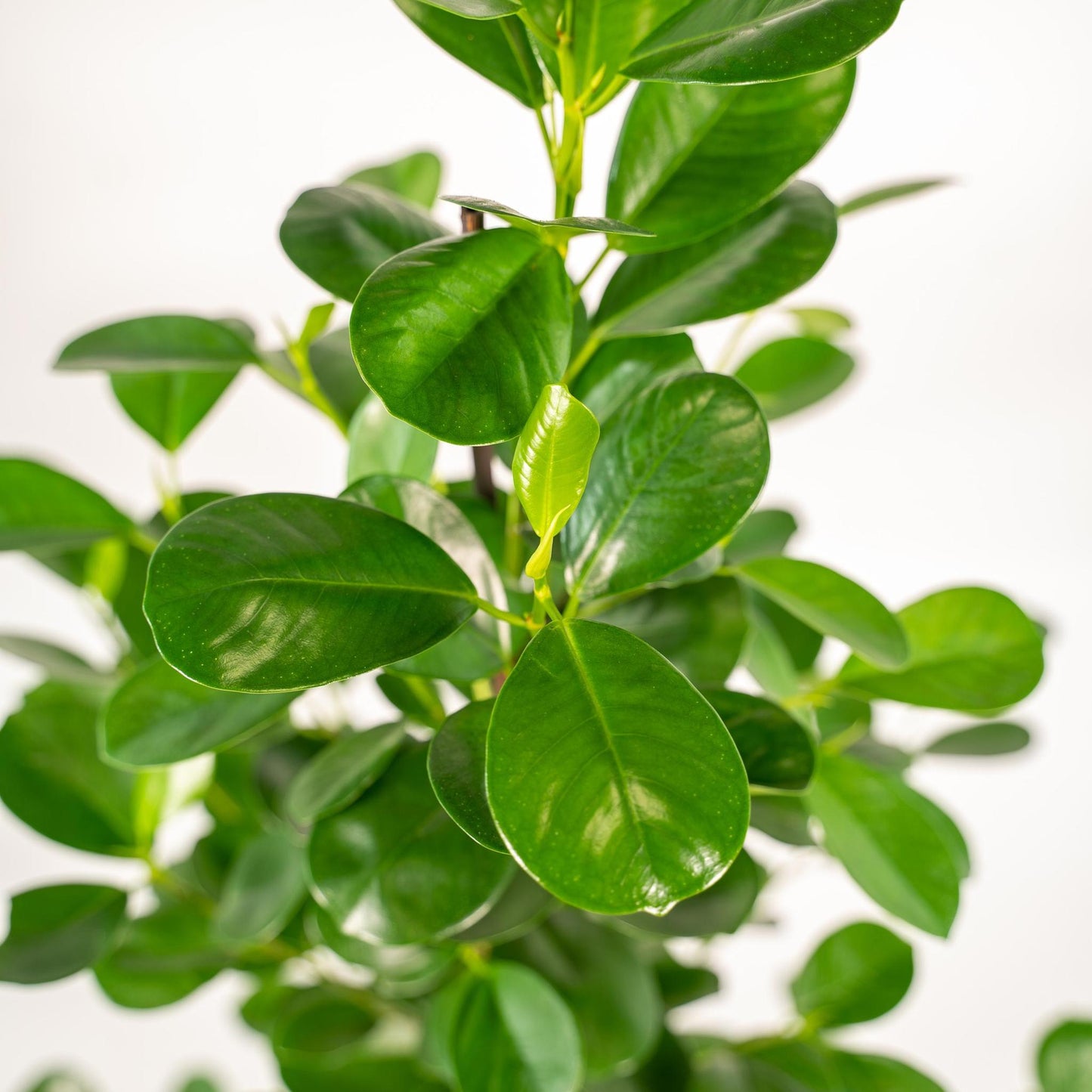 Ficus microcarpa Moclame - Ø21cm - ↕95cm + Korb Igmar - grüne-wurzel