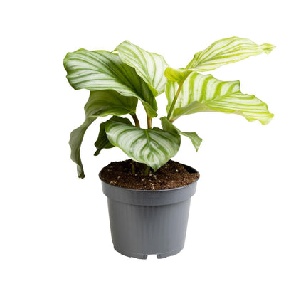 Calathea Orbifolia - Ø12cm - Höhe 25cm - Zimmerpflanze - grüne-wurzel