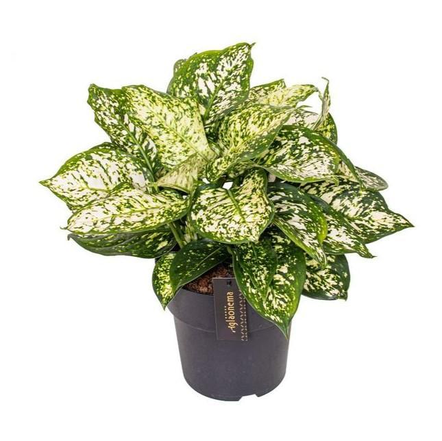 Aglaonema Ivory Jade - Ø19cm - Höhe 40cm - Zimmerpflanze - grüne-wurzel