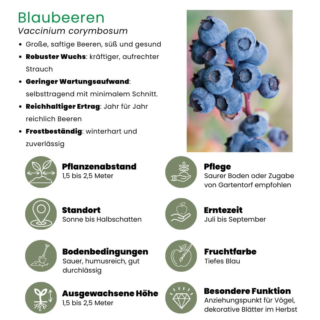 6 x Biologische Heidelbeerpflanzen Blaubeerpflanzen - Vaccinium corymbosum - Ø 13 cm - Höhe 20 cm - Gartenpflanze - grüne-wurzel