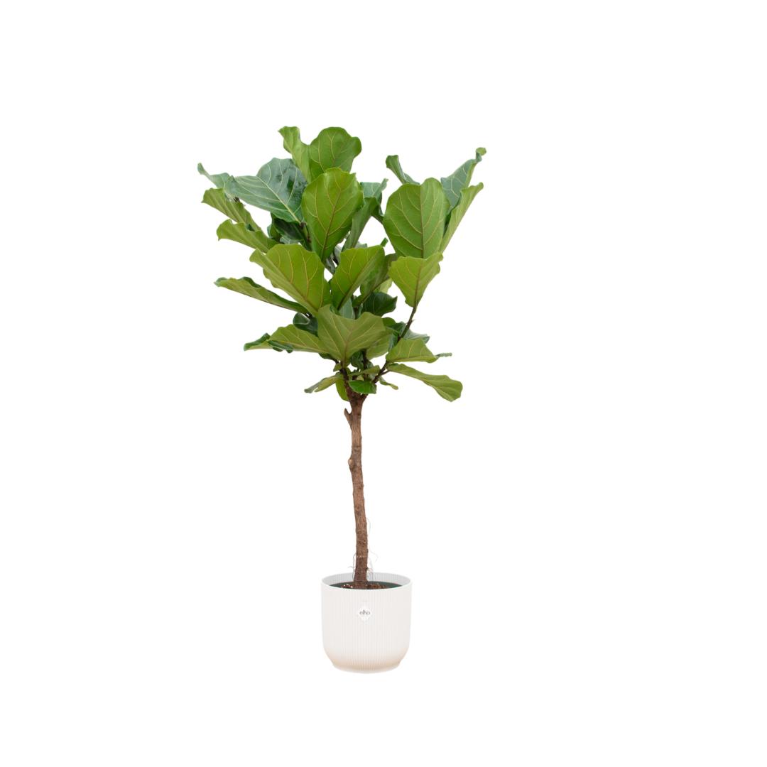 Ficus Lyrata – 170 cm Ø30 cm – XXL Zimmerpflanze – Geigenfeigenbaum inklusive elho Vibes Fold Round Topf