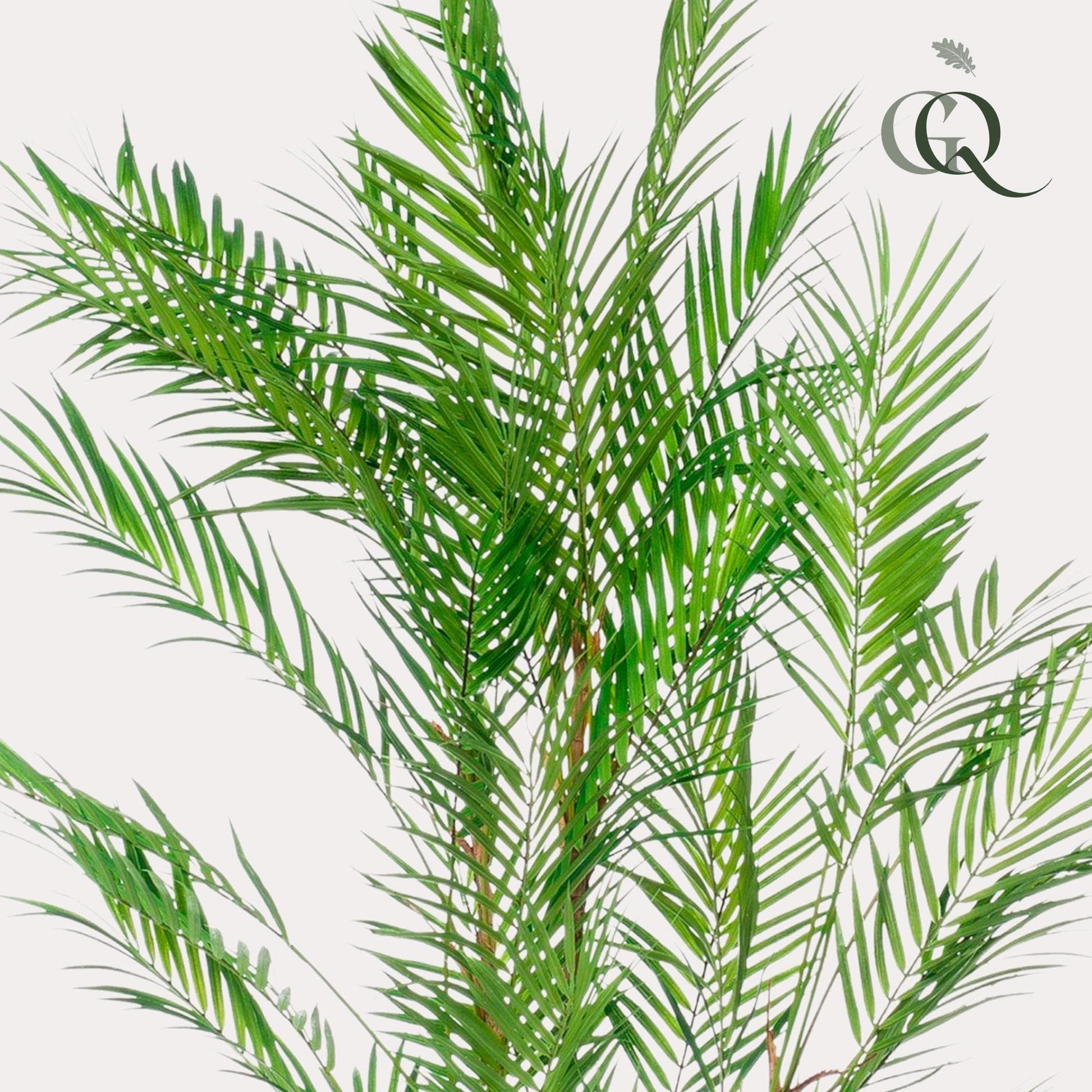 Kunstpflanze - Chamaedorea Elegans - Bergpalme - 120 cm - Zimmerpflanze - künstliche Pflanzen wie echt - grüne-wurzel