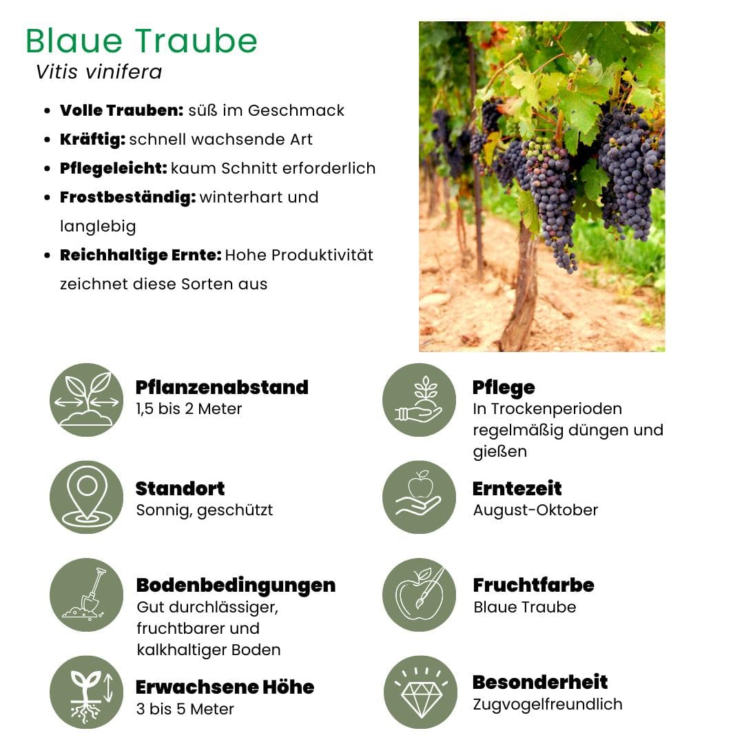 3x Bio Weintrauben-Pflanzen Vitis vinifera - Ø 13 cm - Höhe 20-25 cm - Gartenpflanze - grüne-wurzel