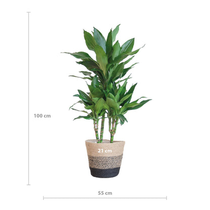 Dracaena Janet Lind mit Topf oder Korb  – 95cm Ø21 – Drachenbaum – Zimmerpflanze groß