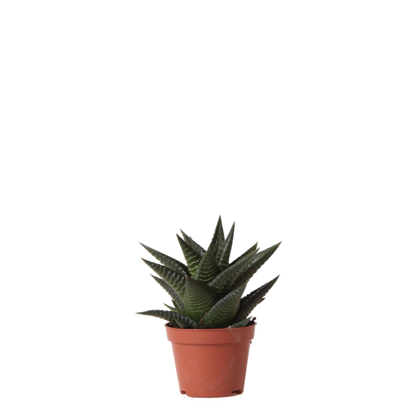 Kolibri Greens | Grüne Pflanze - Sukkulente Haworthia Limifolia - Blumenerde Ø6cm - grüne Zimmerpflanze - frisch aus der Gärtnerei - grüne-wurzel