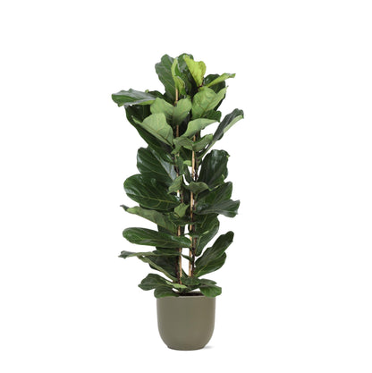 Ficus Lyrata mit Topf - Zimmerpflanze - Ø27cm, ↕140cm - Geigenfeige