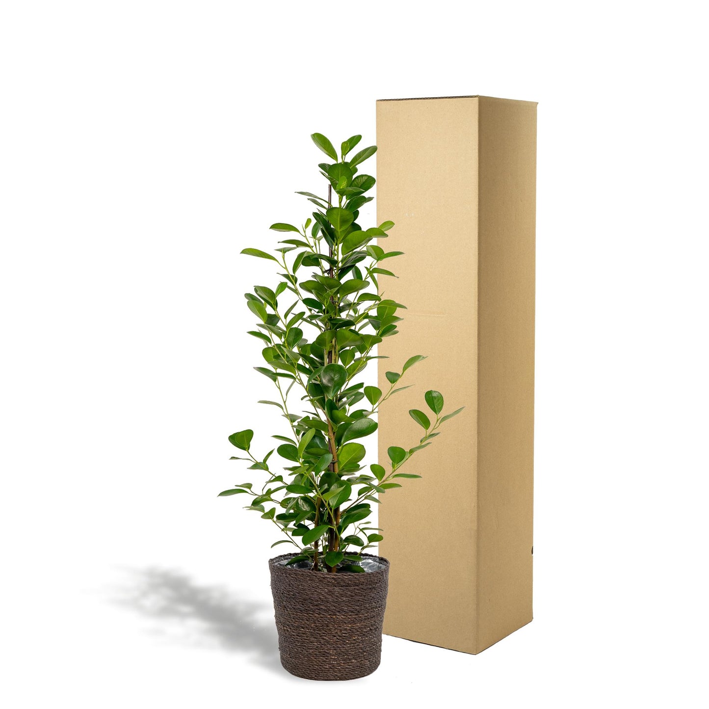 Ficus microcarpa Moclame - Ø21cm - ↕95cm + Korb Igmar - grüne-wurzel