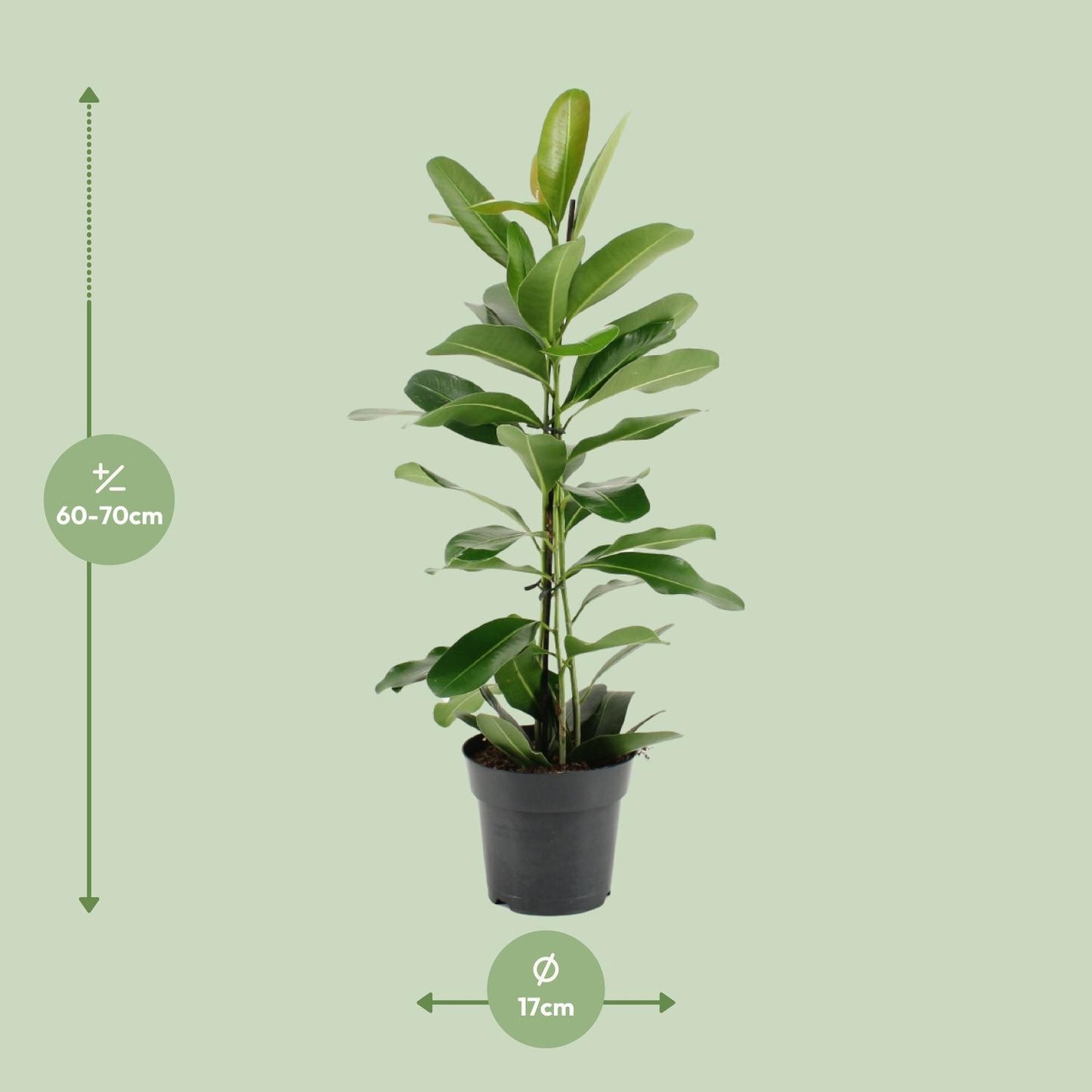 Ficus Microcarpa Smile® - Ø17cm - Höhe 70cm - Zimmerpflanze - grüne-wurzel