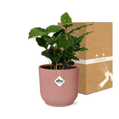 Coffea Arabica in ELHO Vibes Fold 14cm roze - grüne-wurzel