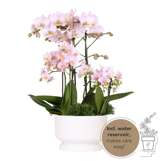 Kolibri Orchideen Orchidaceae rosa Pflanzenset mit Grünpflanzen in weißer Diabolo Schale mit Wasserreservoir - Zimmerpflanze Schmetterlingsorchideen - grüne-wurzel