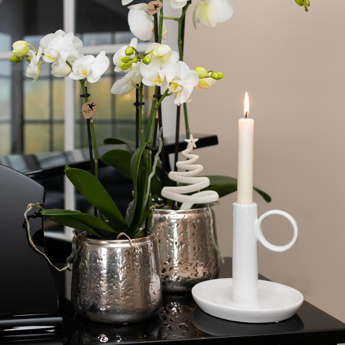 Kolibri Orchids | Weiße Phalaenopsis Orchidee - Orchidaceae Schmetterlingsorchideen - Amabilis + Luxus-Ziertopf silber - Topfgröße Ø9cm - 40cm hoch | blühende Zimmerpflanze im Blumentopf - frisch vom Züchter - grüne-wurzel