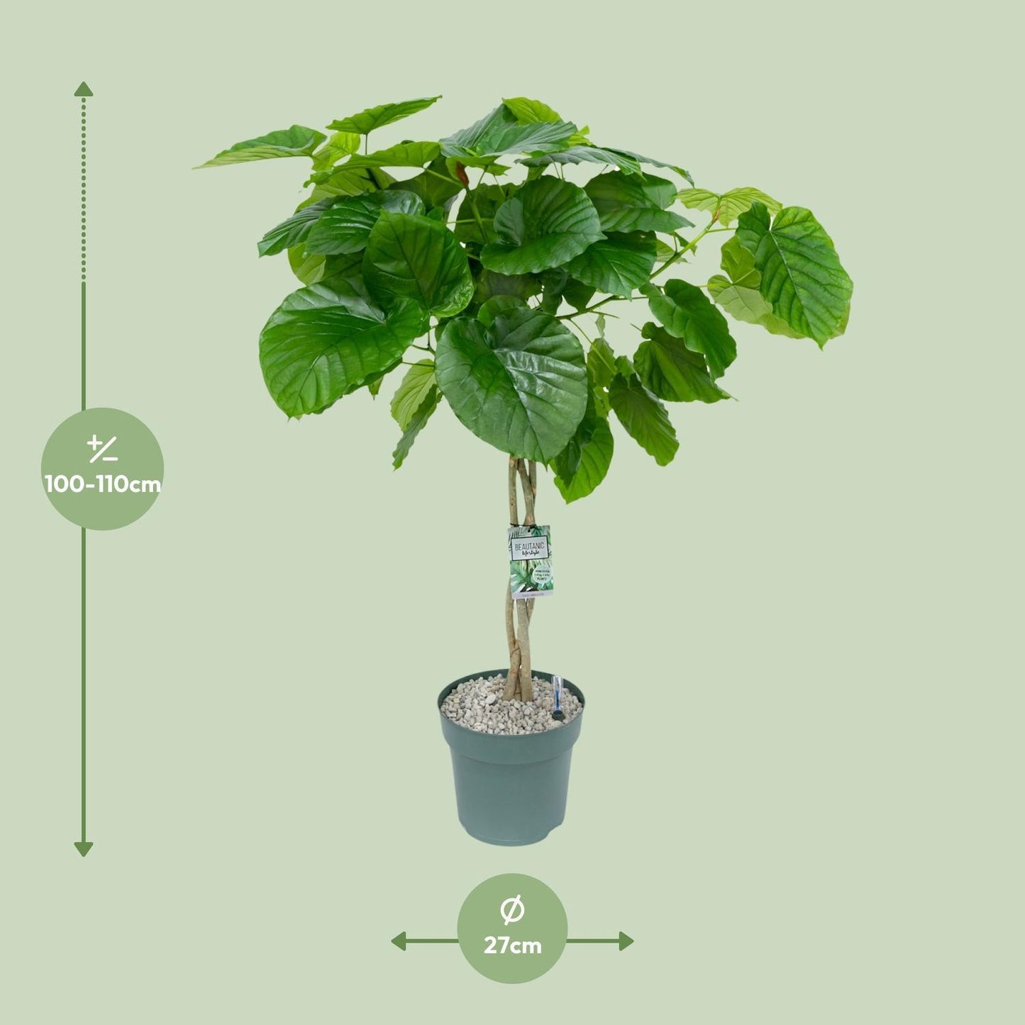 Ficus Umbellata Geflochten - Ø27cm - Höhe 120cm - Zimmerpflanze - Trauerfeige - grüne-wurzel