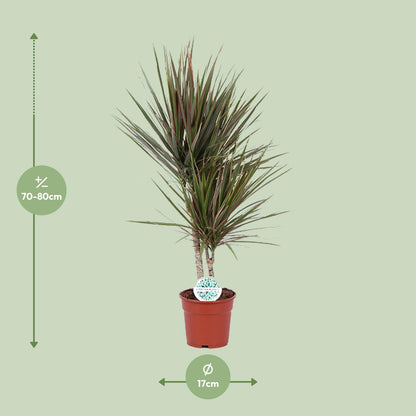 Dracaena Bicolor - Ø17cm - Höhe 75cm - Zimmerpflanze - Drachenbaum - grüne-wurzel