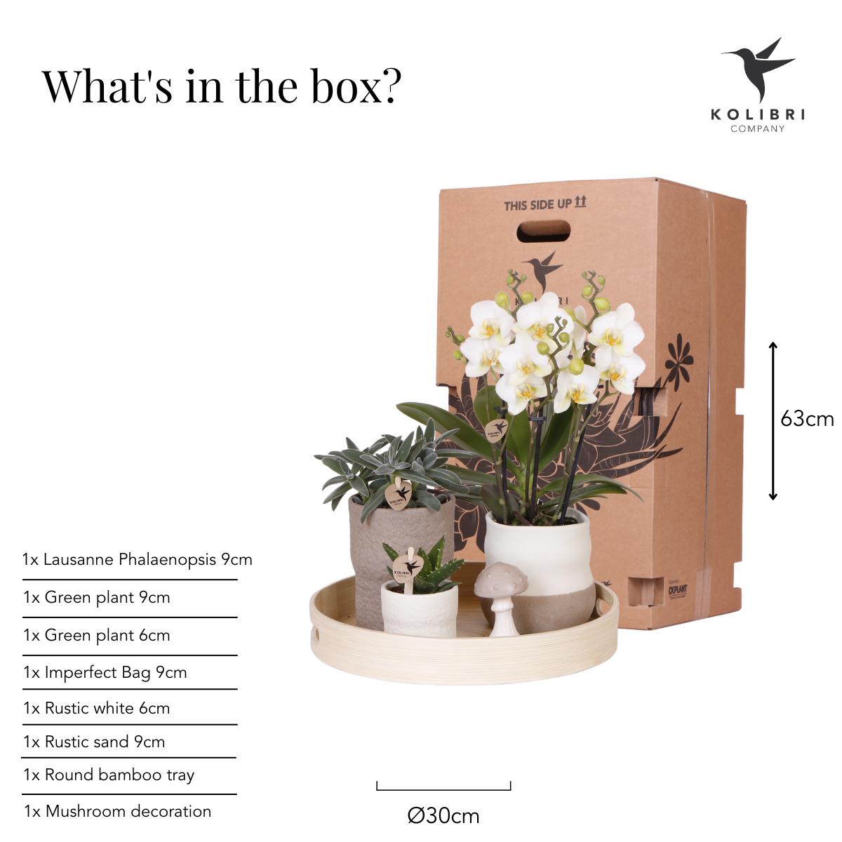 Kolibri Company | Phalaenopsis Orchidee Lausanne & Sukkulenten im Keramik-Zierpflanztopf – Pflanzenset 'Slow Living' – Zimmerpflanzen online kaufen