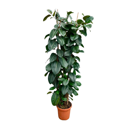 Ficus Elastica Robusta Strauch - 225 cm - Ø40 - Gummibaum - Zimmerpflanzen - Immergrüne Pflanzen