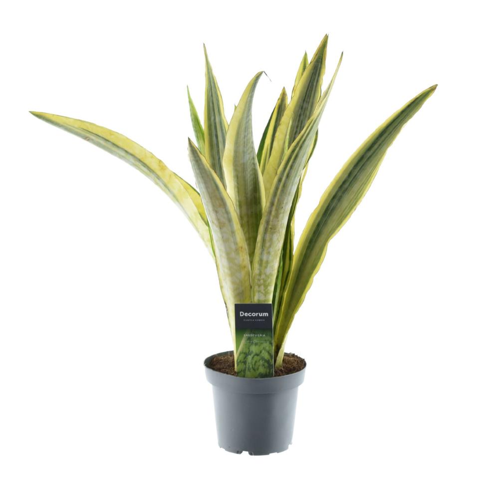 Sansevieria Aubrytiniana Lauren - Bogenhanf - Zimmerpflanze - Ø14cm - Höhe 50cm - grüne-wurzel