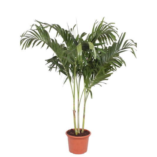 XXL Veitchia Merrillii mehrstämmig – Manila Palme - 220 cm – Tropische Palme – Zimmerpflanze – Ø45 cm