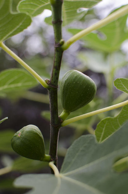 Ficus Gustissimo Perretta - Bio Feigenbaum - Ø13cm - Höhe 45cm - 100% Bio - Gartenpflanze - grüne-wurzel