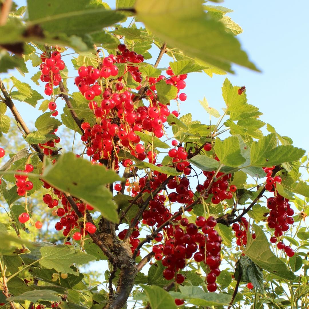 6 x Johannisbeerpflanzen Ribes rubrum BIO - Ø13 cm Topf - 20 cm Höhe - Gartenpflanze Rote Johannisbeere - grüne-wurzel