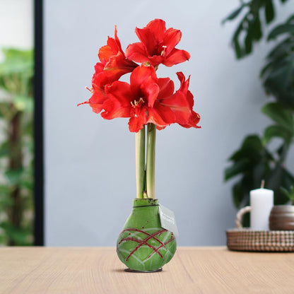 Amaryllis rote No Water Blumen Picasso Design Stil Pflegeleichte Zimmerpflanze 3 Farben Blühend - Schwarz Grün Weiß mit Muster