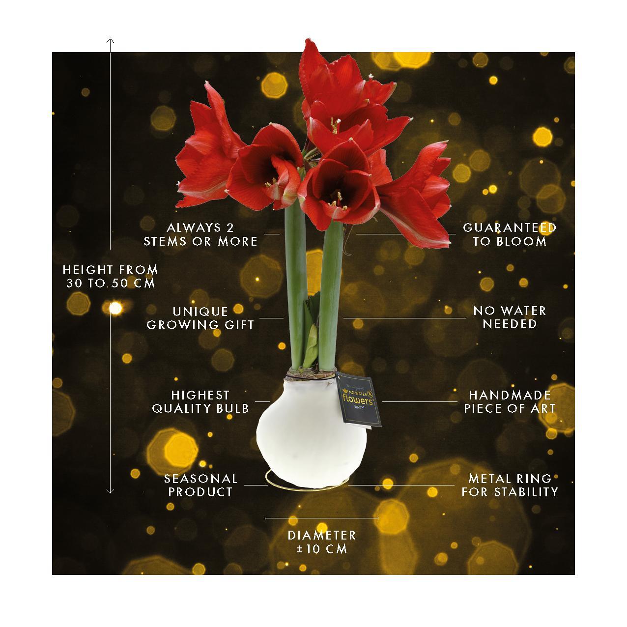 Amaryllis rote No Water Blumen Weihnachts Design Pflegeleichte Zimmerpflanze 3 Farben Blühend - Weiß Dunkelgrün Bordeaux Weihnachtsgeschenk Weihnachtsdekoration Pflanze für Weihnachten