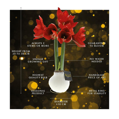 Amaryllis rote No Water Blumen Weihnachts Design Pflegeleichte Zimmerpflanze 3 Farben Blühend - Weiß Dunkelgrün Bordeaux Weihnachtsgeschenk Weihnachtsdekoration Pflanze für Weihnachten