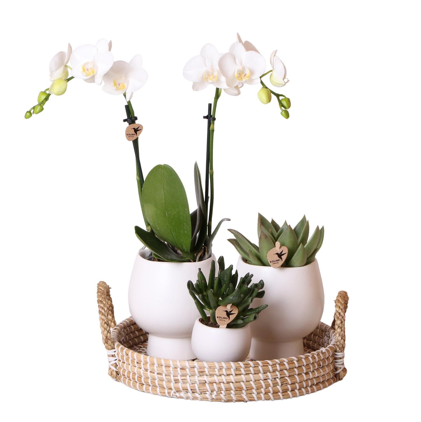 Komplettes Pflanzenset Scandic weiß | Weiße Phalaenopsis Schmetterlingsorchidee und Sukkulenten - inkl. Keramik-Ziertöpfe | blühende Zimmerpflanzen - frisch vom Züchter - grüne-wurzel