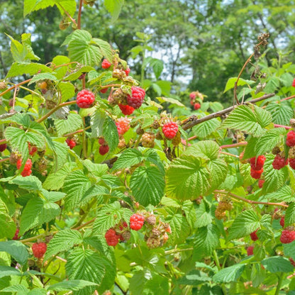 6 x Biologische Himbeerpflanzen - Rubus idaeus - Ø 13 cm - Höhe 20 cm - Gartenpflanzen - grüne-wurzel